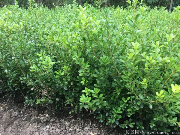 小葉黃楊圖片基地實拍