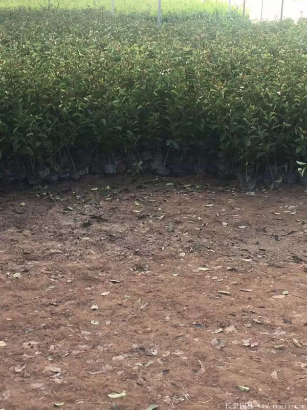 紅葉石楠圖片基地實拍