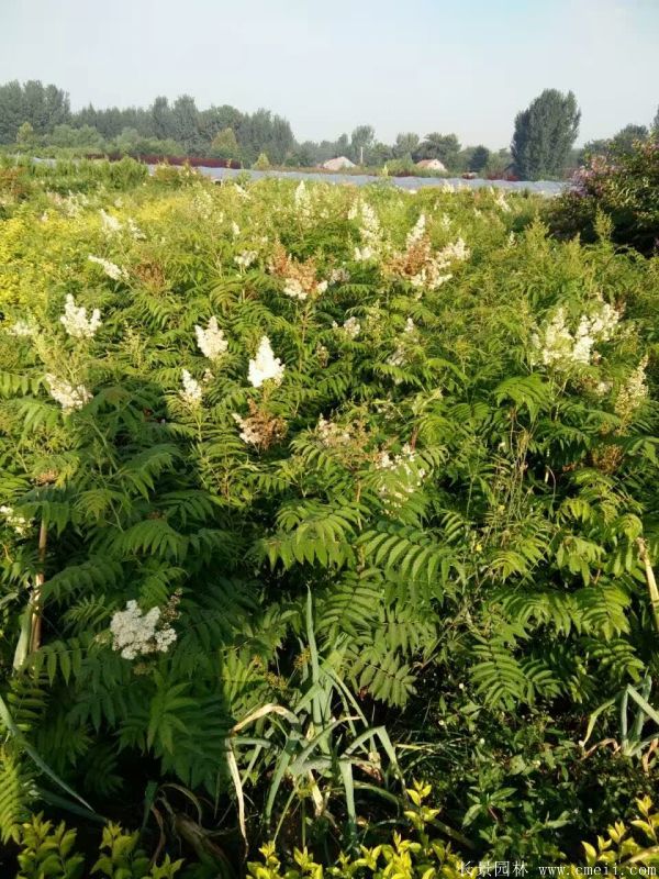 珍珠梅圖片基地實拍