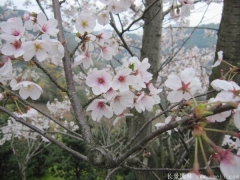 2017年批發櫻花最熱門產地在哪？