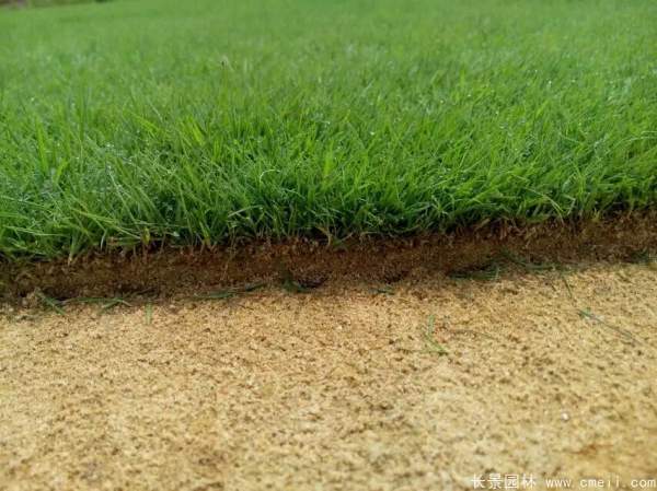 馬尼拉草坪種子發芽出苗圖片