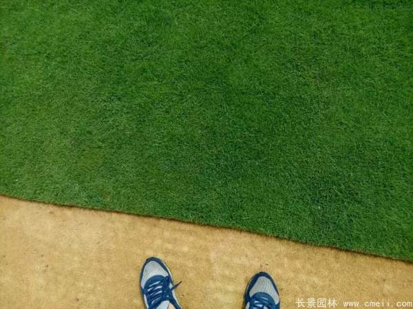 馬尼拉草坪種子發芽出苗圖片