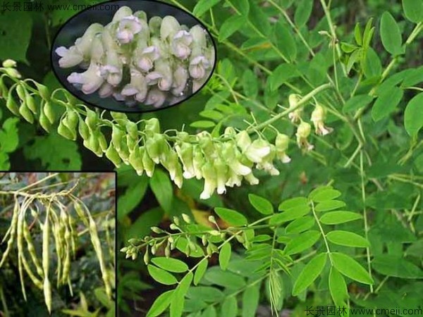 苦參種子發(fā)芽出苗圖片