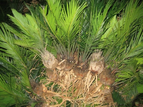 鐵樹(shù)種子發(fā)芽出苗圖片