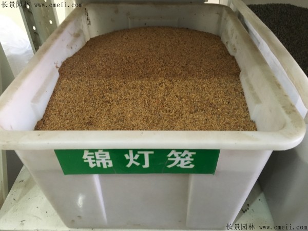 錦燈籠種子圖片