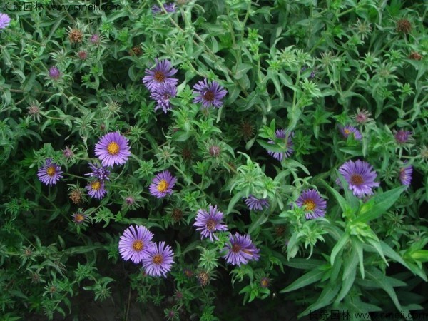 除蟲菊種子發(fā)芽出苗開(kāi)花圖片