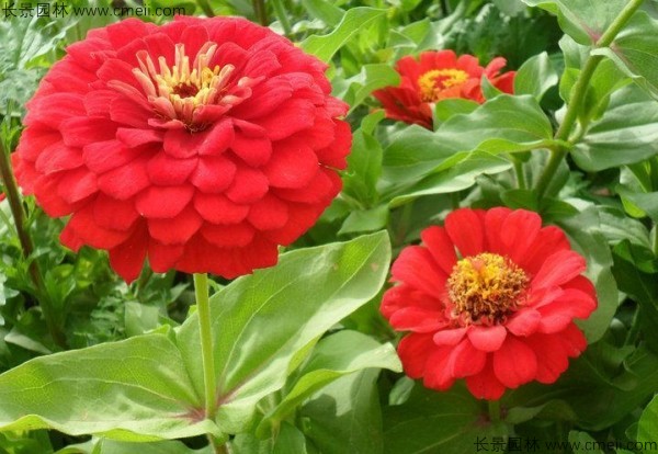 百日草種子發芽出苗開花圖片