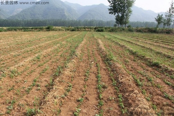 重陽(yáng)木種子發(fā)芽出苗圖片