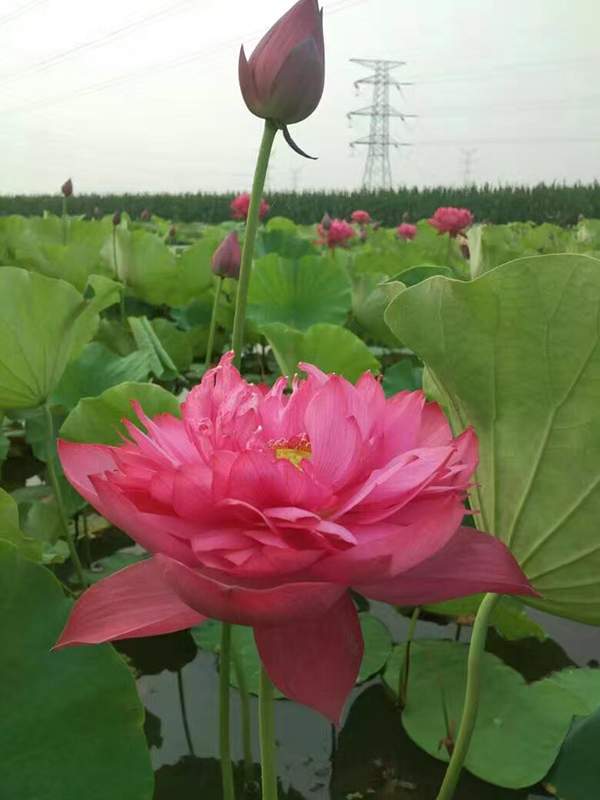 荷花種植基地實拍優(yōu)質(zhì)品種類