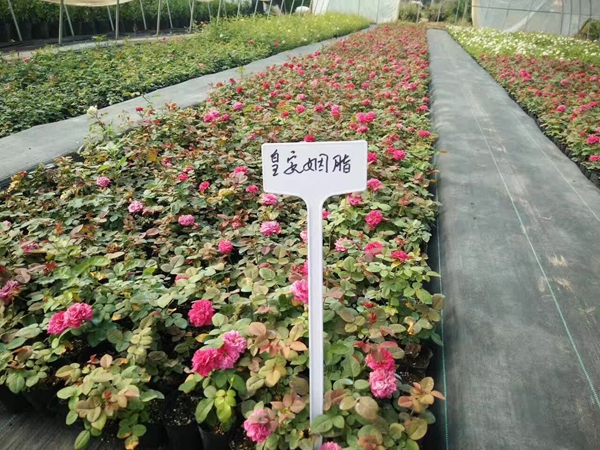 皇安胭脂