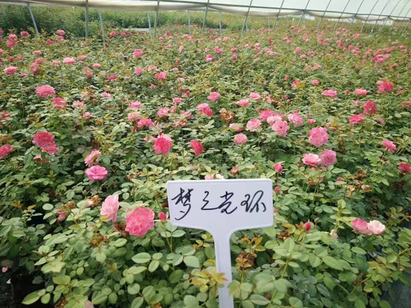 夢之光環