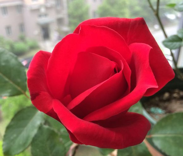 亞力克紅