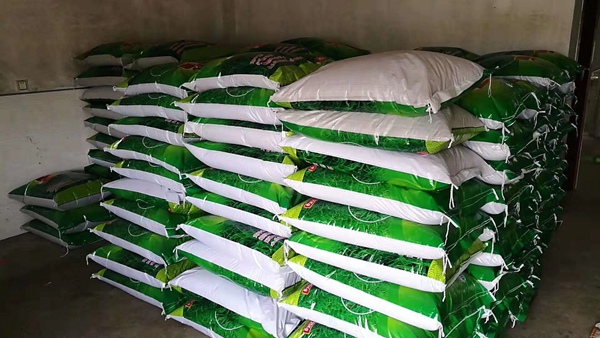 寬葉雀稗草種子 寬葉雀稗草種子