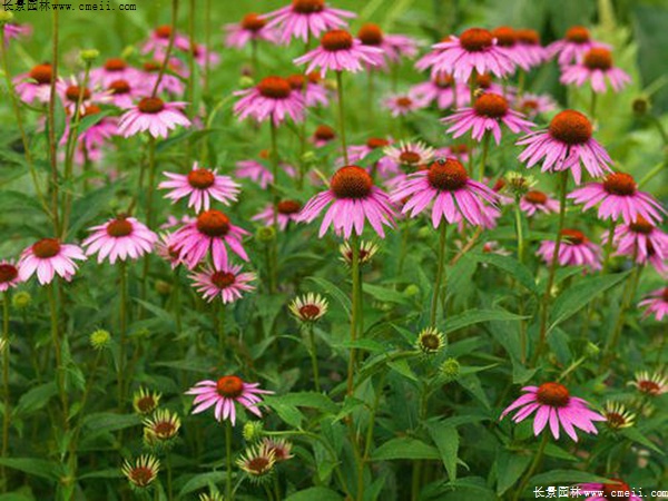 紫松果菊 紫松果菊