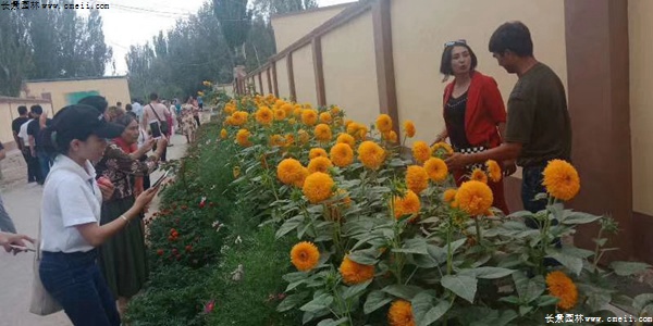 玩具熊向日葵 玩具熊向日葵