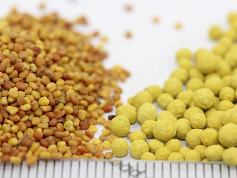 包衣白三葉種子 包衣白三葉種子