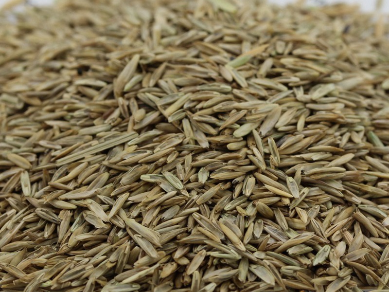 護坡高羊茅種子 護坡高羊茅種子