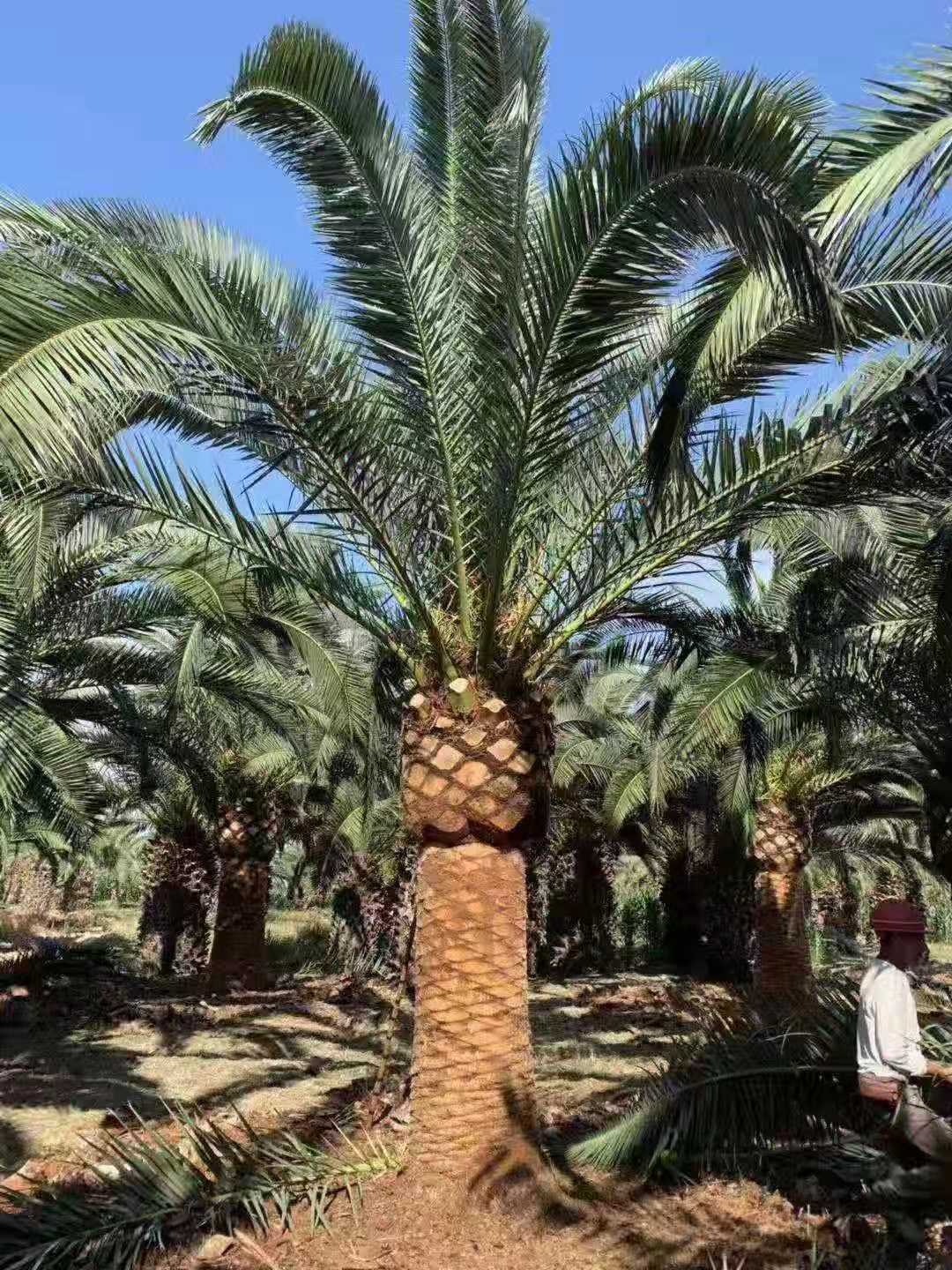 1648277264305537.jpg