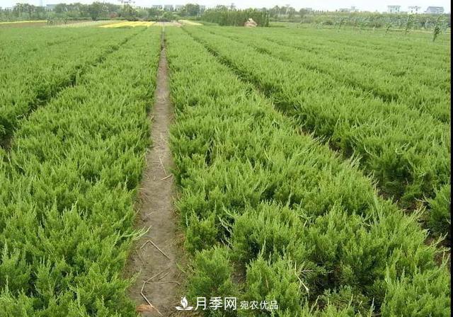 值得收藏！這些全國著名苗木產地你知道幾個？