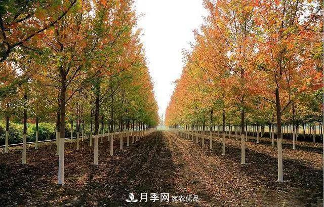 值得收藏！這些全國著名苗木產地你知道幾個？
