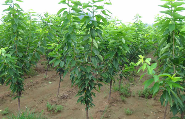 櫻桃樹(shù)3.jpg