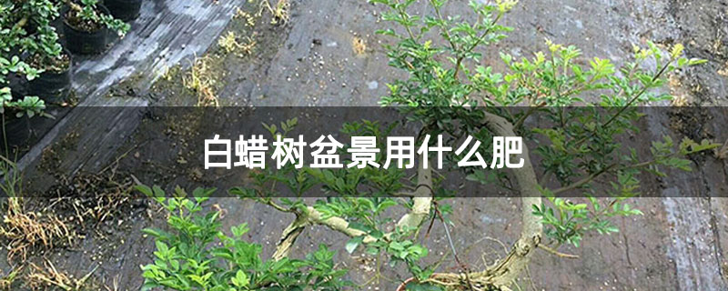白蠟樹(shù)盆景用什么肥
