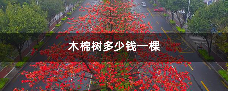 木棉樹(shù)多少錢一棵