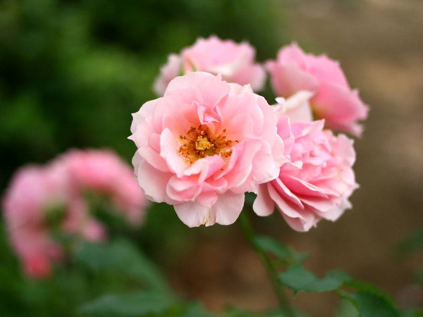 薔薇花