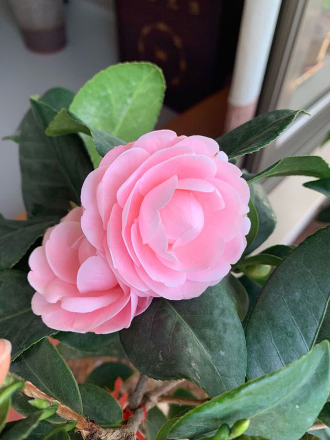 茶花