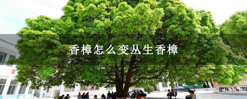 香樟怎么變叢生香樟 香樟怎么變叢生香樟
