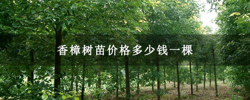 香樟樹(shù)苗價(jià)格多少錢(qián)一棵