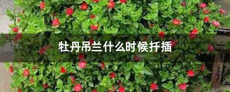 牡丹吊蘭什么時候扦插