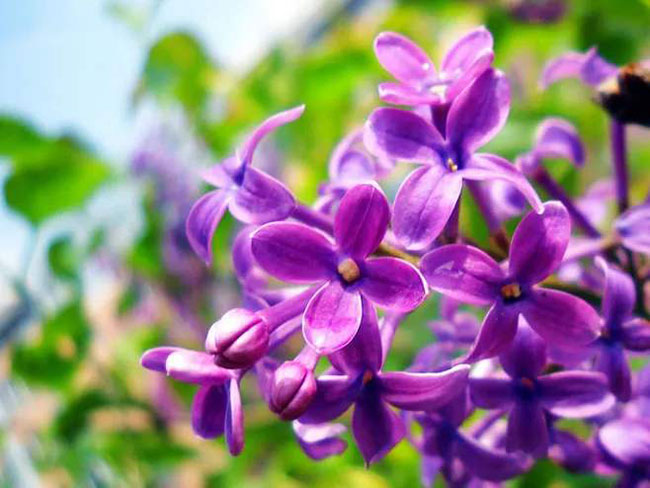 丁香花花語