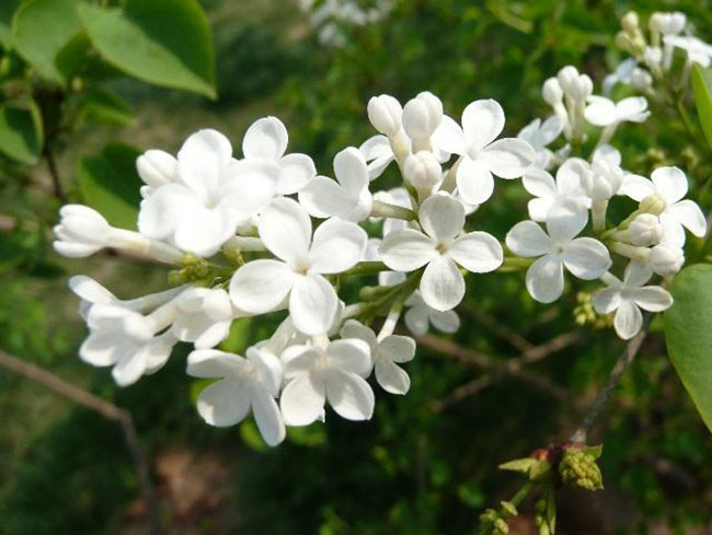 丁香花花語