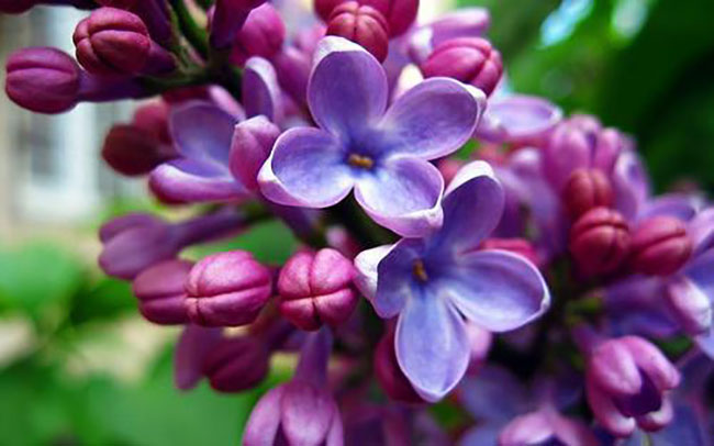 丁香花花語