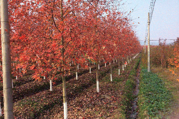 美國(guó)紅楓.jpg