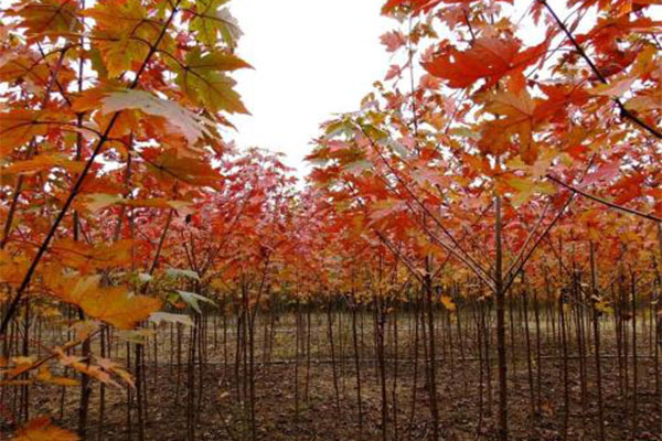 美國(guó)紅楓2.jpg