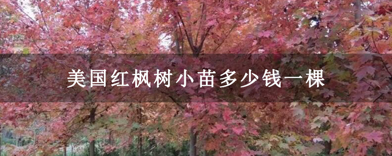 美國紅楓樹小苗多少錢一棵