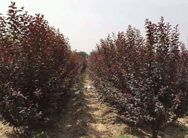 紅葉李基地實(shí)拍圖