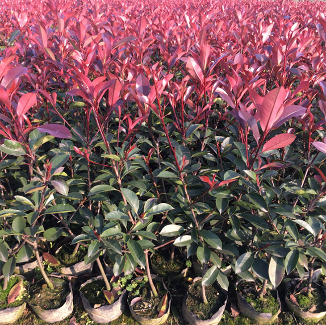 紅葉石楠樹(shù)多少錢一棵?