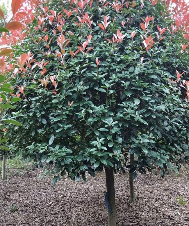 紅葉石楠樹(shù)多少錢一棵?