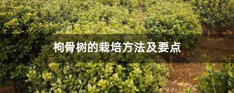 枸骨樹(shù)的栽培方法及要點(diǎn)