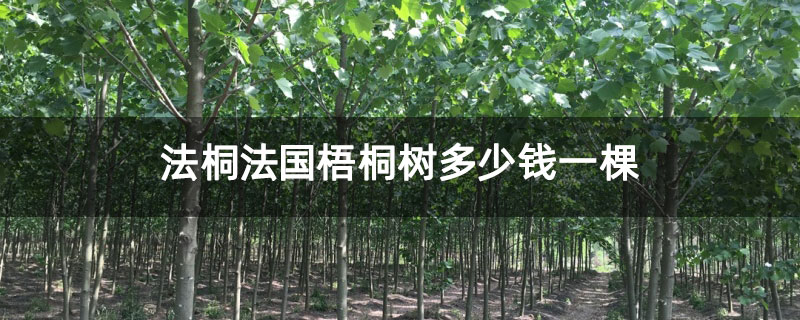 法桐法國梧桐樹多少錢一棵 法桐法國梧桐樹多少錢一棵