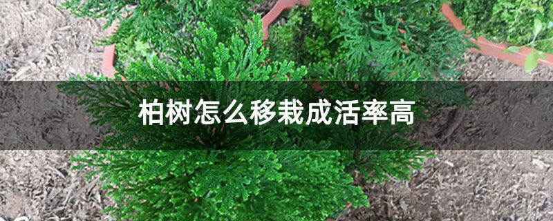柏樹(shù)怎么移栽成活率高