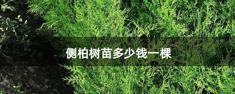 側(cè)柏樹苗多少錢一棵