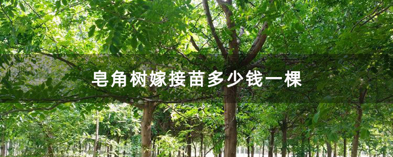 皂角樹嫁接苗