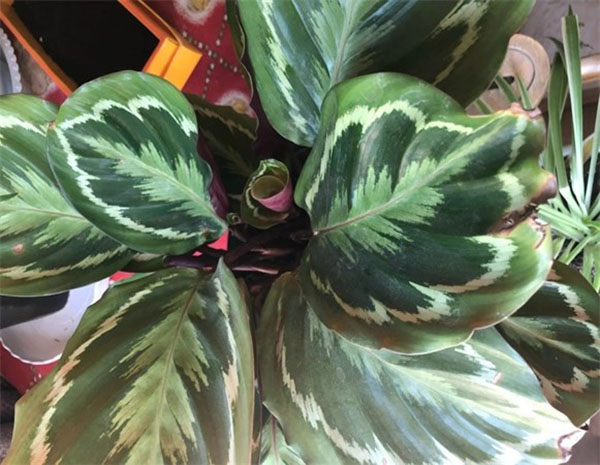 花葉竹芋