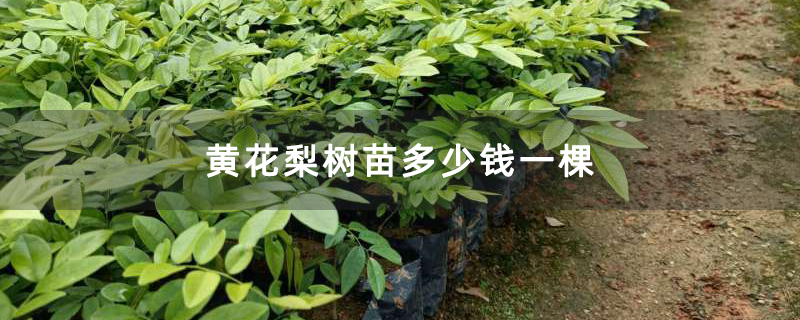 黃花梨樹(shù)苗多少錢(qián)一棵