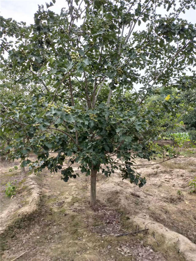 沭陽長景園林山楂種植基地實拍圖片