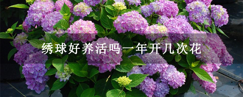繡球好養活嗎一年開幾次花